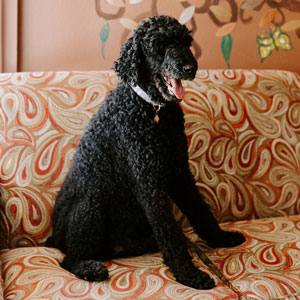 Phineas Resident Poodle at Courtyard Rehabilitation and Health Center